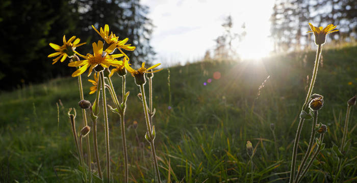 Arnika montana © Matthias Sorg