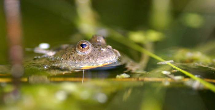 Crapaud sonneur à ventre jaune © Urs Tester