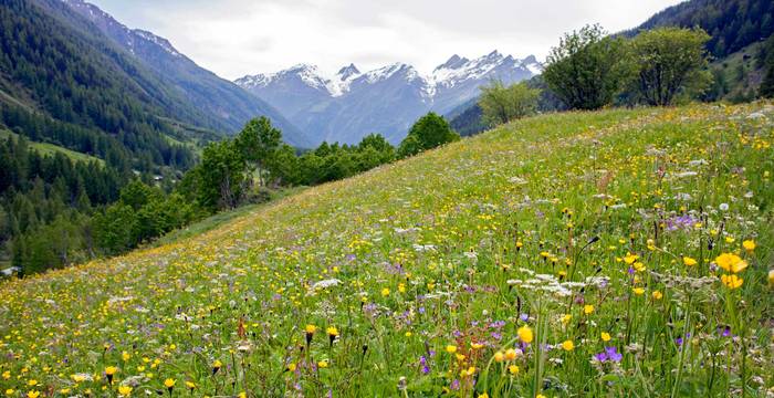 Paysage du Bas Valais © Pro Natura