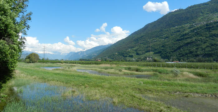 Biotope Ardon chamoson