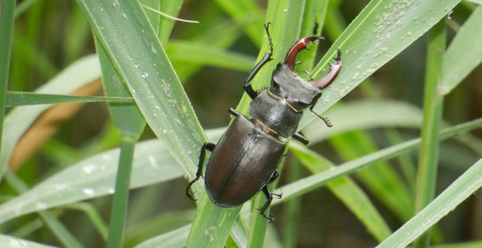 Lucanus cervus © Marjorie Berthouzoz