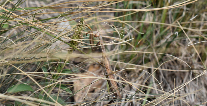 Mantis religiosa © Marjorie Berthouzoz