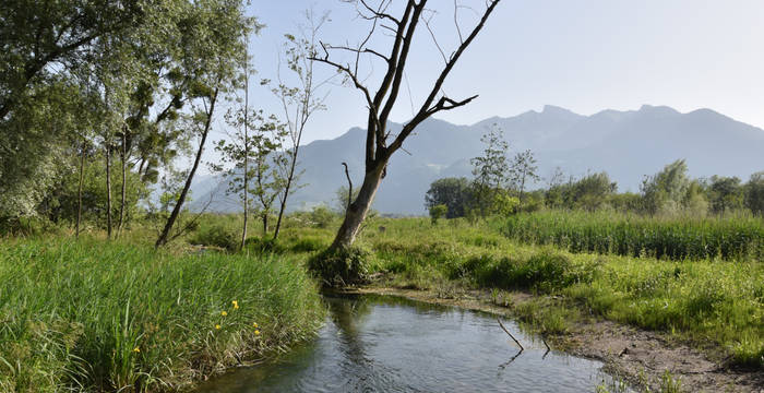 Rivière La Greffaz Rigoles Vionnaz