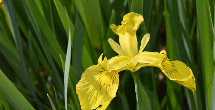 Iris pseudacorus Rigoles Vionnaz