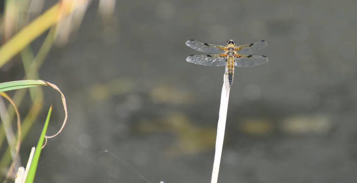 Libellula quadrimaculata  Vionnaz