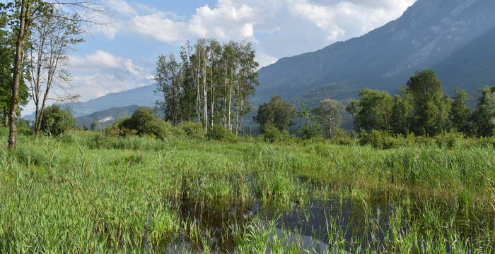 Repousse de la végétation des marais après les travaux de 2019 à Vionnaz