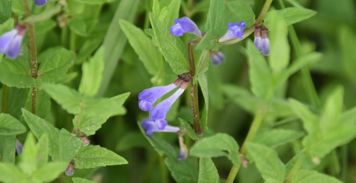 Scutellaria galericulata Vionnaz