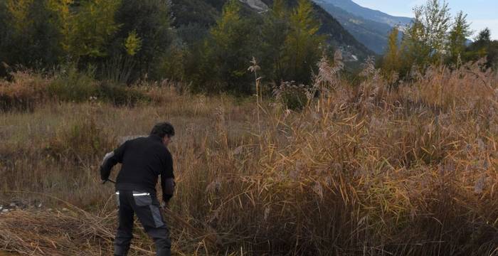 Fauche partielle d'une roselière au Lac de la Corne