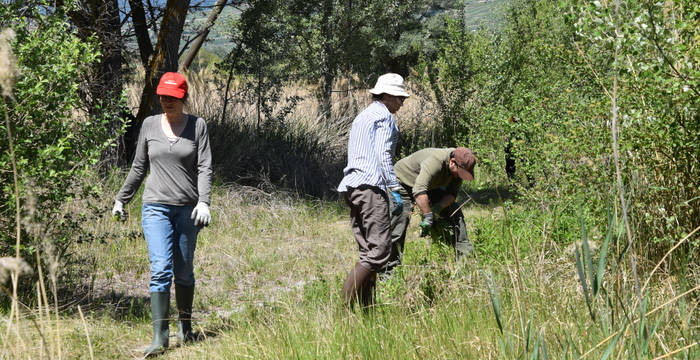 Arrachage des plantes invasives au Lac de la Corne