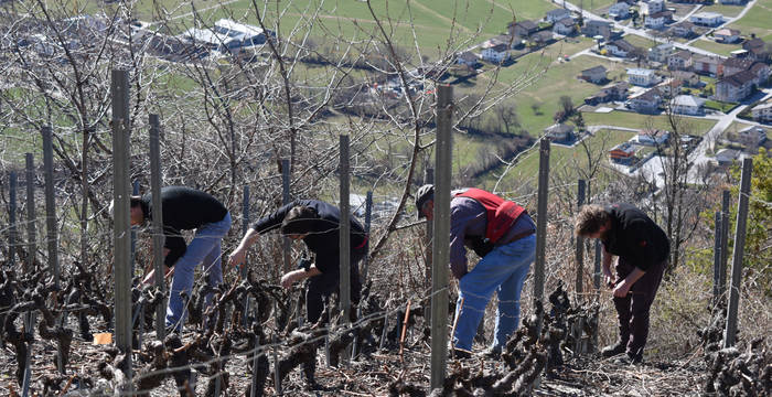 Entretien de la vigne dans le cadre d'un projet de reconversion biologique