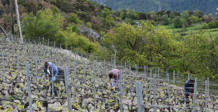 Ebourgeonnage vignes 2019 © Marjorie Berthouzoz