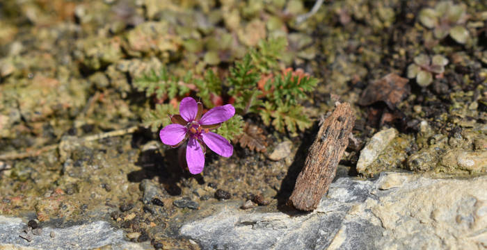 Ein Kranichschnabel im Weinberg © Marjorie Berthouzoz