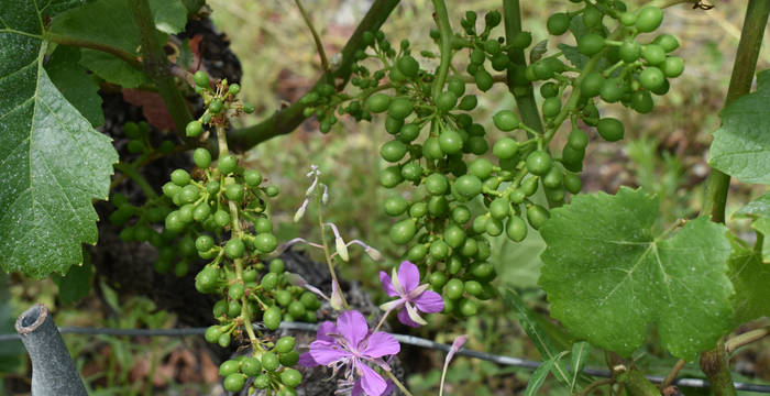 Grappes et épilobe à feuilles étroites © Marjorie Berthouzoz