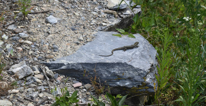 Lézard des murailles en bordure de vignes © Marjorie Berthouzoz