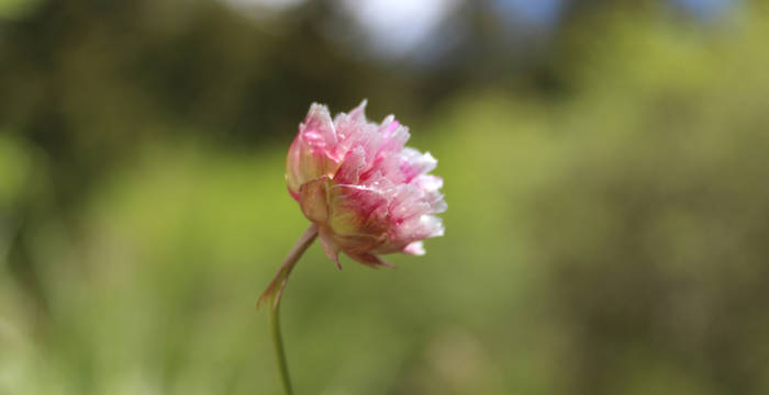 Blume von Maori Van Hooste (10 Jahre)