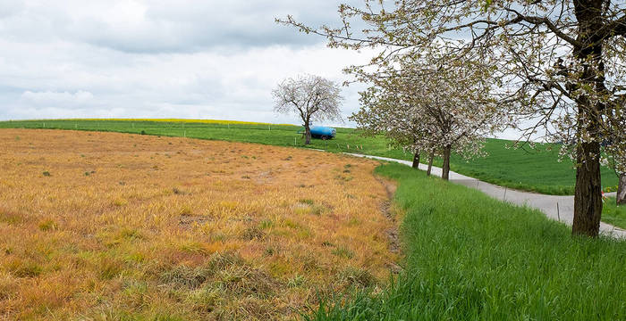 glyphosate