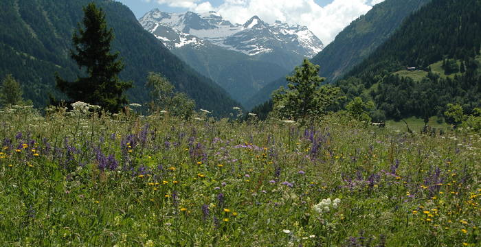 Follatères Valais © Marjorie Berthouzoz