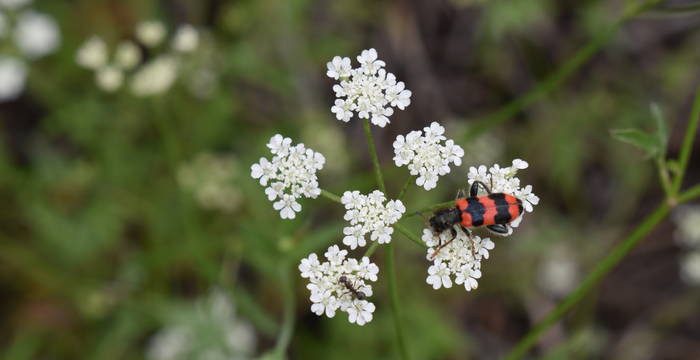 Anzère Valais Apollon © Marjorie Berthouzoz