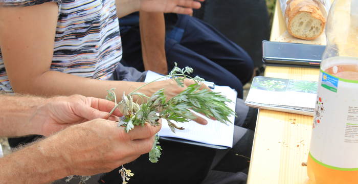 Détermination des plantes dans les vignes au Brentjong à Loèche © Amina Clénin