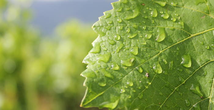 Weinblatt mit Morgentau © Amina Clénin