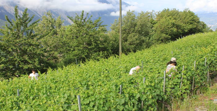 Journée bénévole - effeuillage des vignes © Amina Clénin