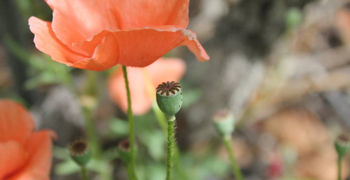 Mohnblumen in den Reben © Amina Clénin