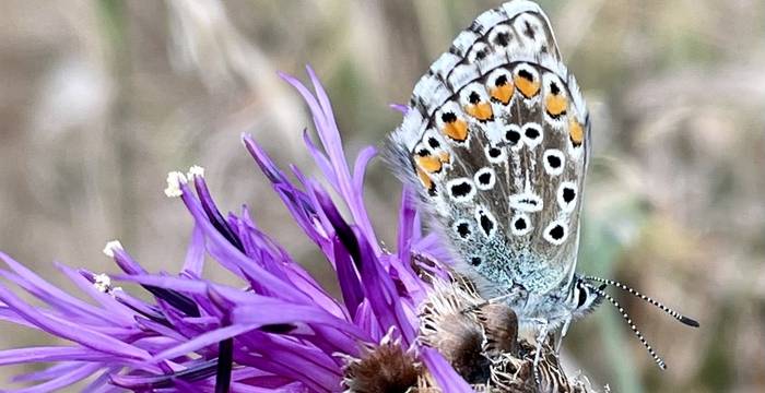 Papillon