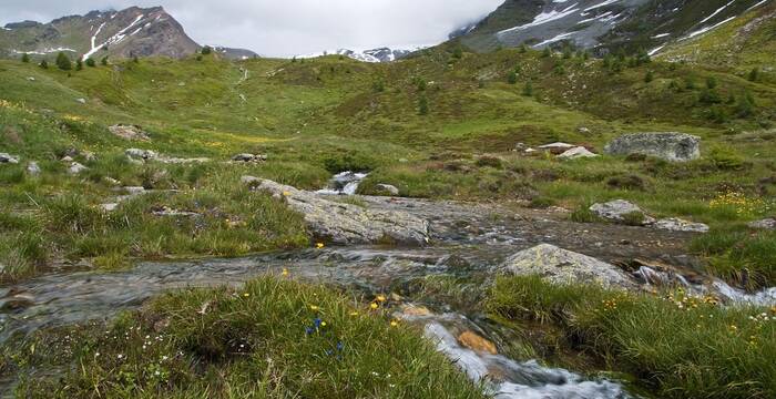 Simplonpass_cr_Saxifraga-Luuk Vermeer
