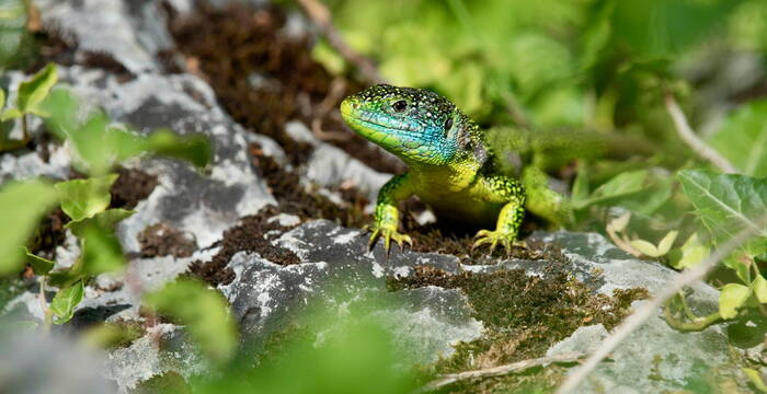 Lézard vert