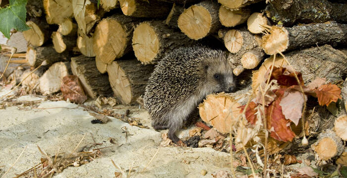 Photo de couverture_Benoît Renevey