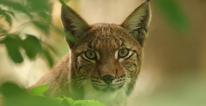 Lynx lynx 83, Lynx, Saxifraga-Mark Zekhuis