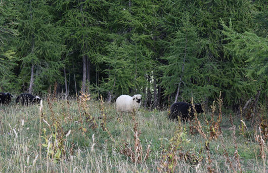 Schafe in der Derborence © Marjorie Berthouzoz