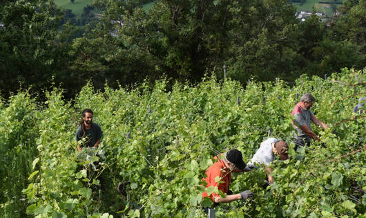 Effeuillage de la vigne par Marjorie Berthouzoz