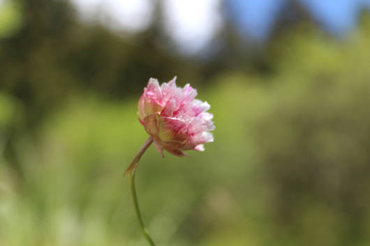 Blume von Maori Van Hooste (10 Jahre)