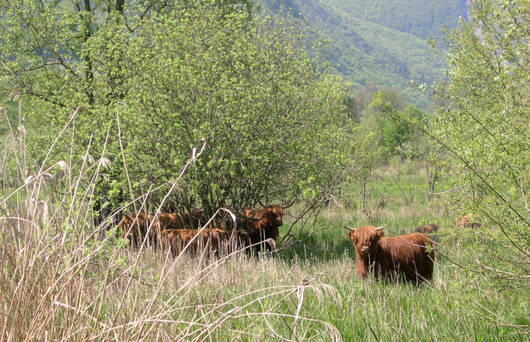 Beweidung durch Schottische Hochlandrinder 