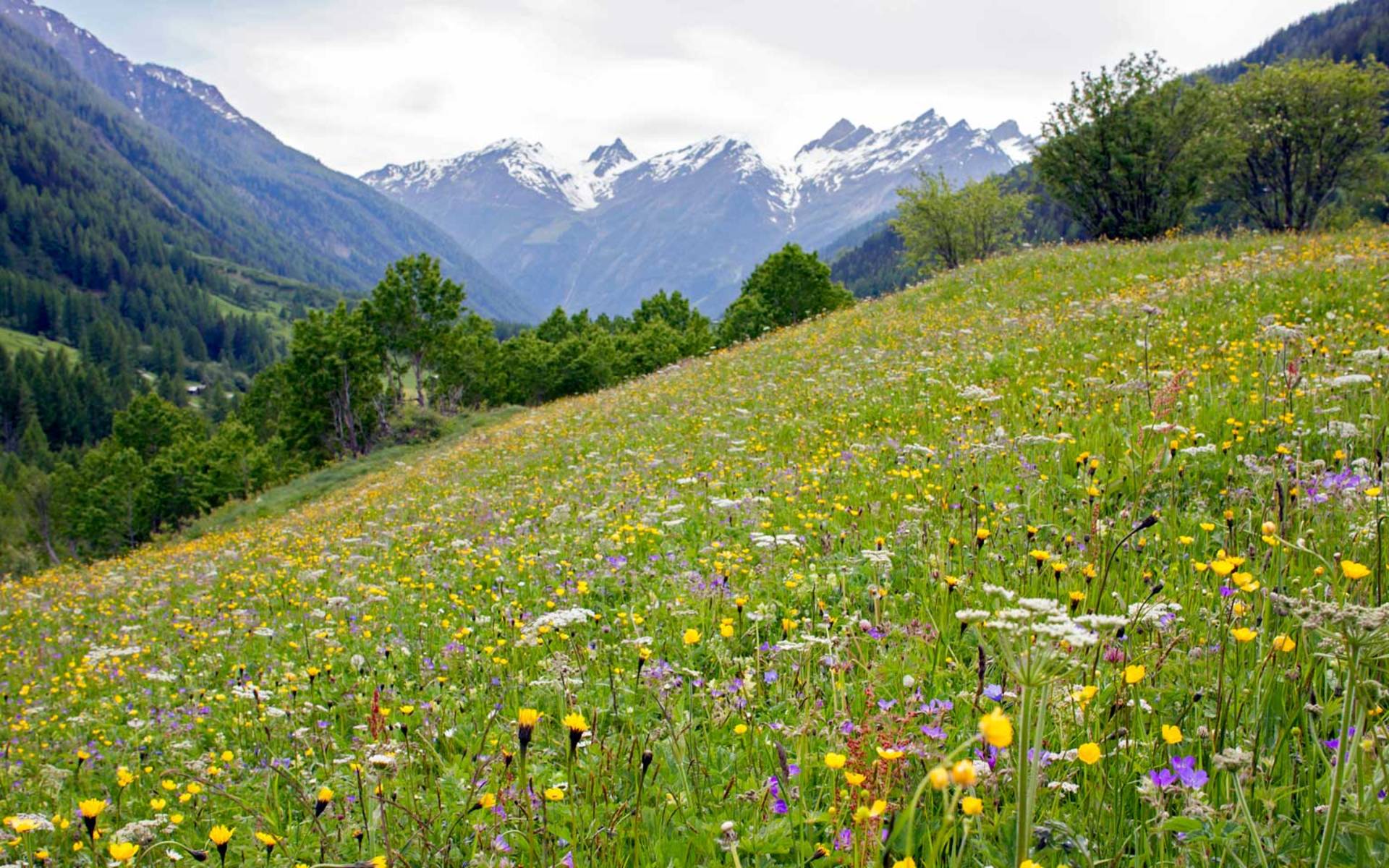 Lebensraum Unterwallis © Pro Natura