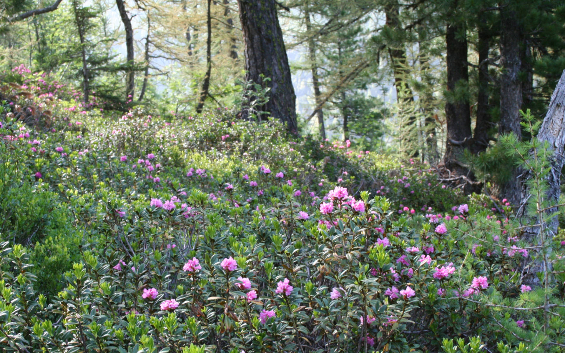 Rhododendron Valais © Philippe Werner