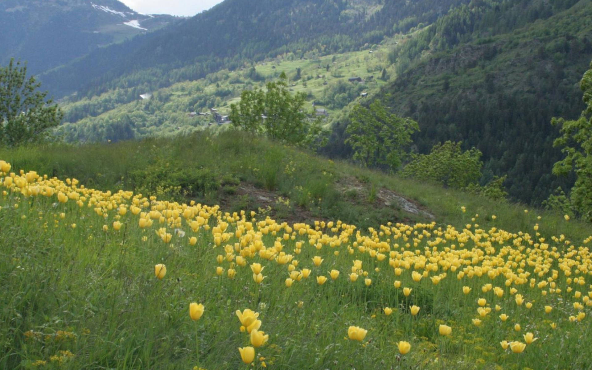Tulpen Grengiols