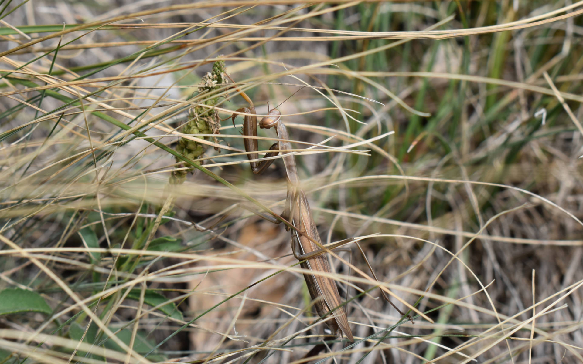 Mantis religiosa