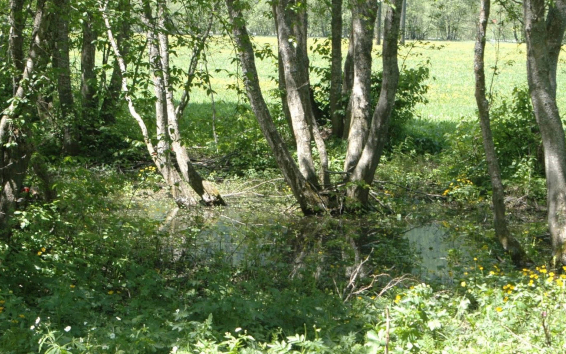 Aue Magady © Pro Natura Wallis