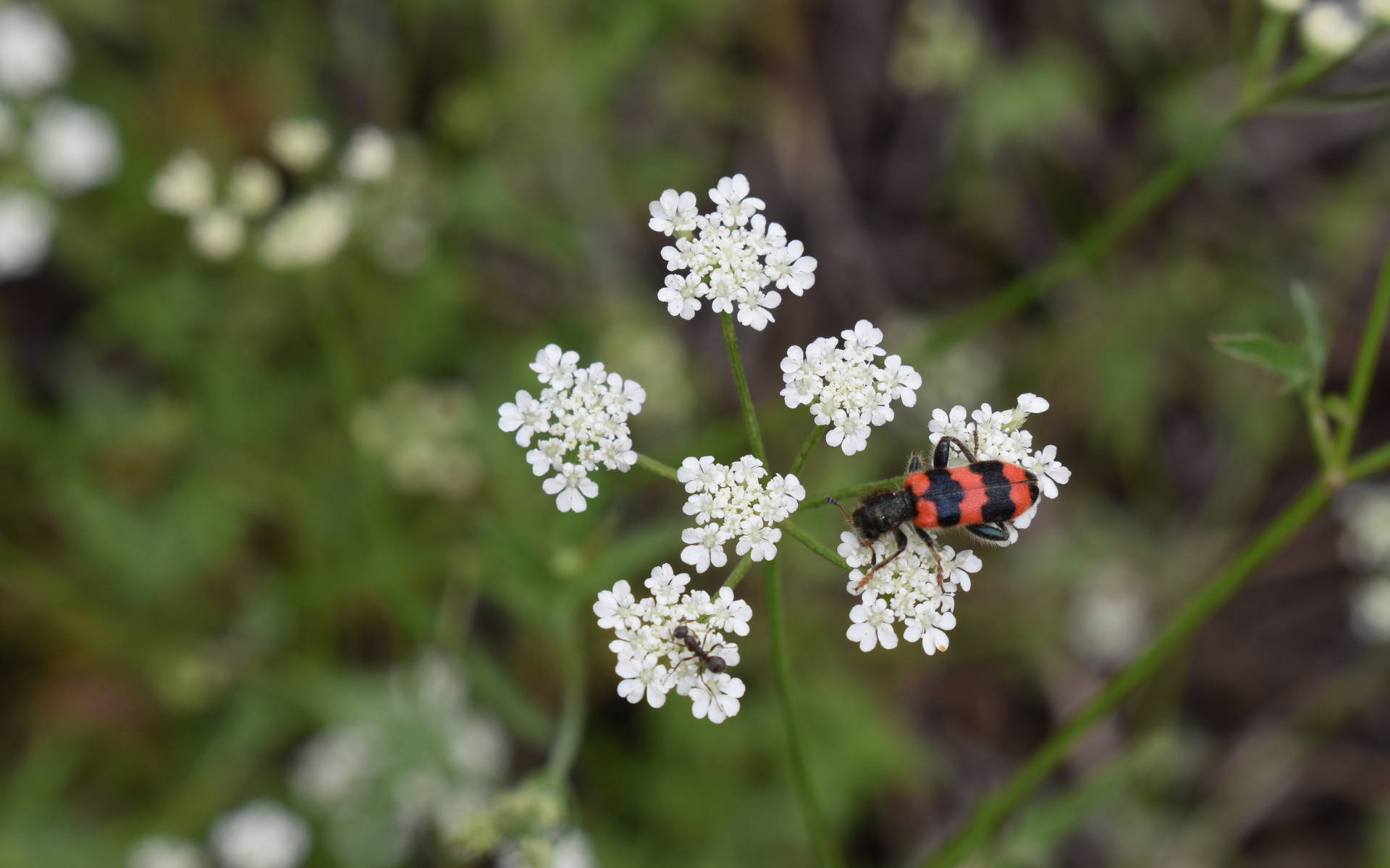 Anzère Valais Apollon © Marjorie Berthouzoz