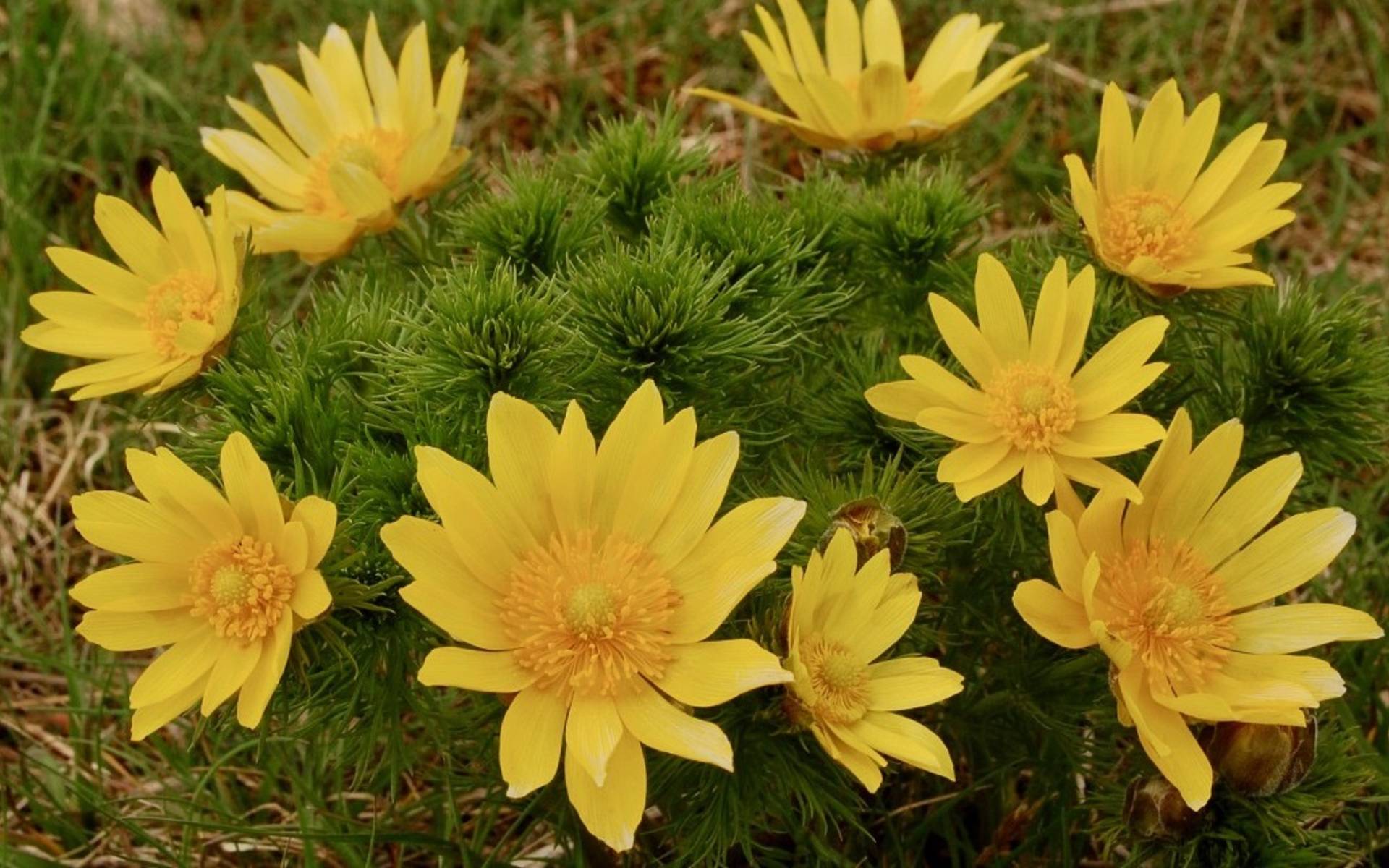 Adonis vernalis
