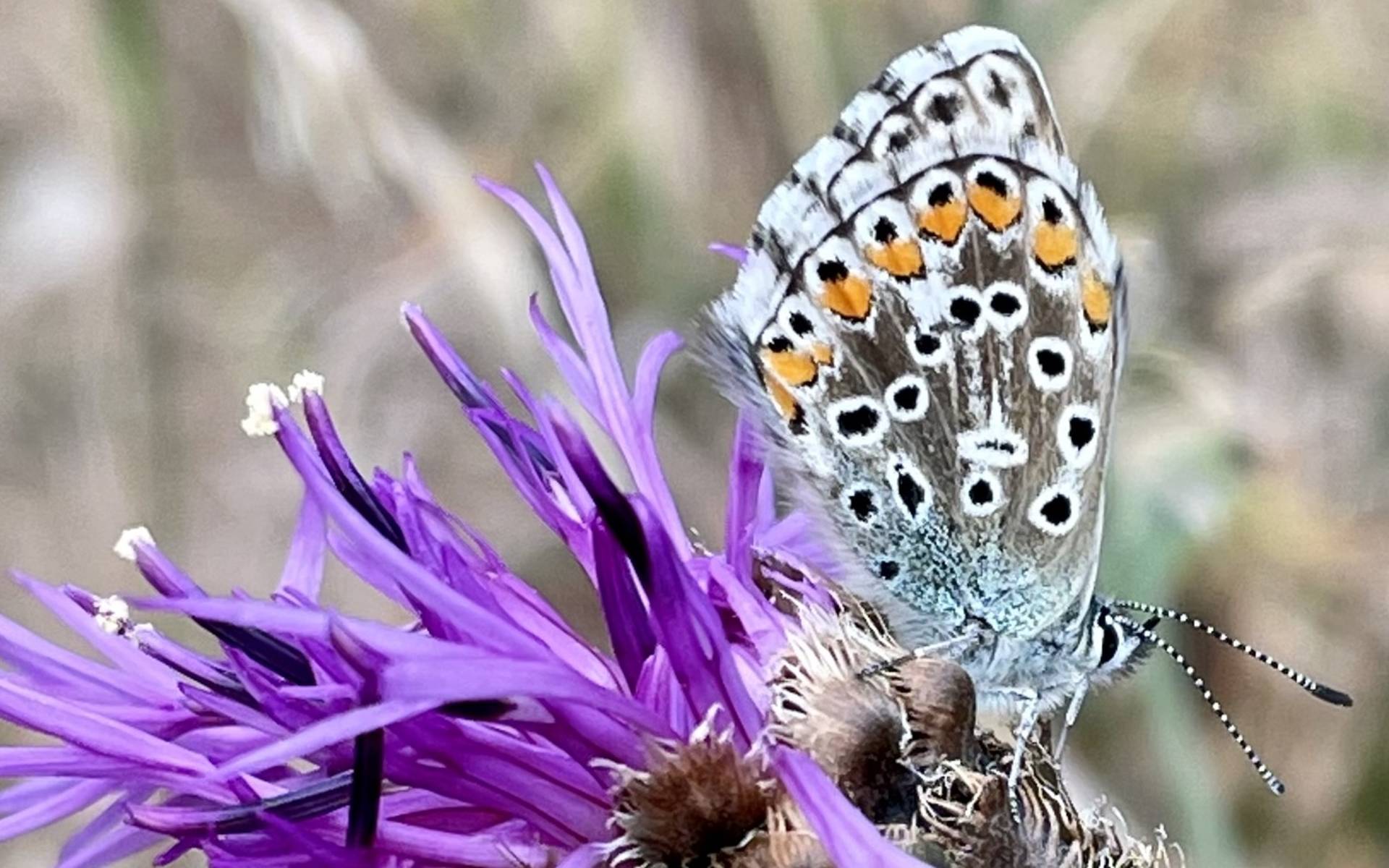 Papillon