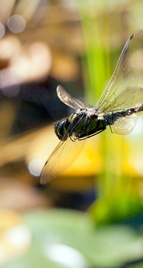 Libellule en plein vol © Matthias Sorg