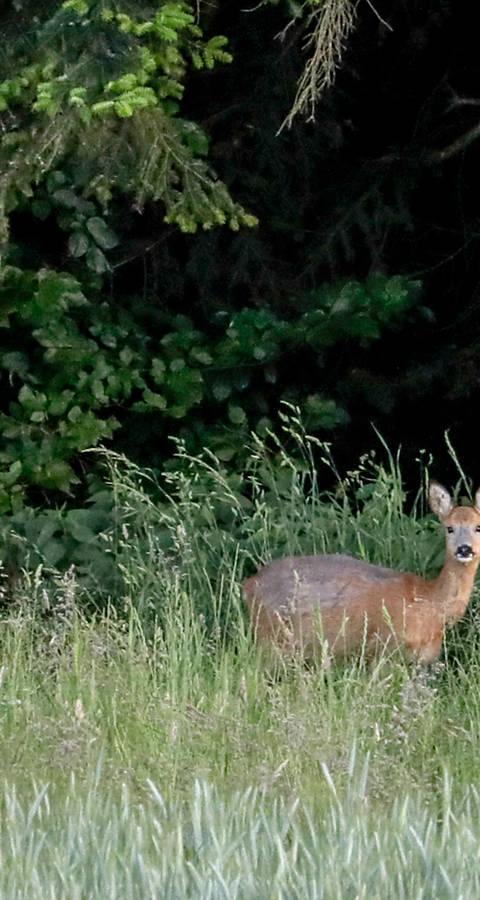 Chevreuils dans la forêt © Matthias Sorg