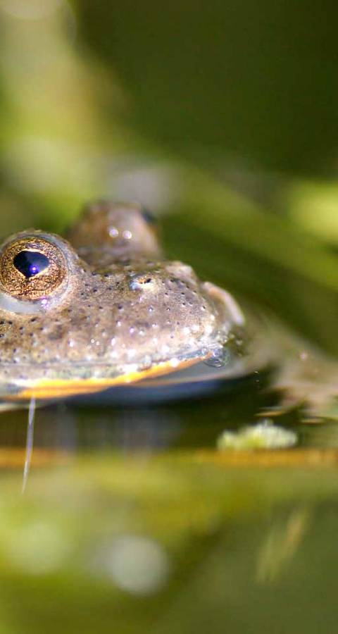 Crapaud sonneur à ventre jaune © Urs Tester