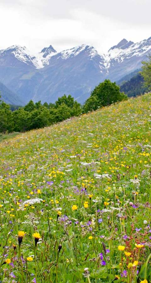 Paysage du Bas Valais © Pro Natura