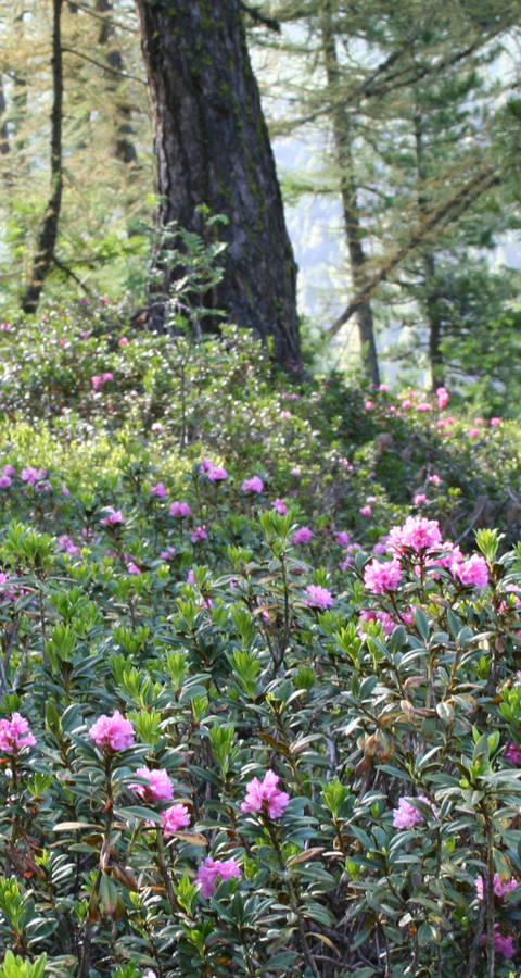 Rhododendron Valais © Philippe Werner