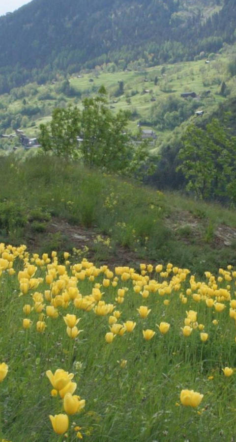 Tulpen Grengiols