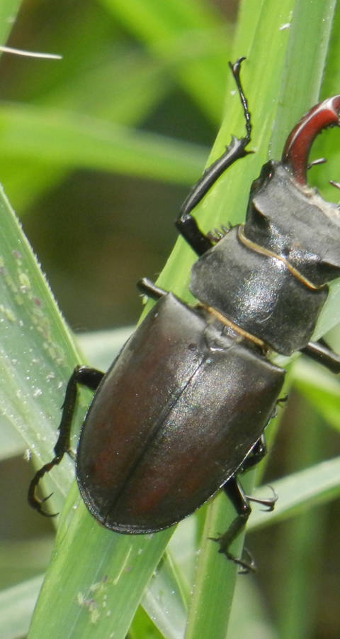 Lucanus cervus © Marjorie Berthouzoz